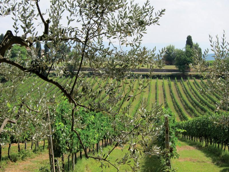 Mangiacane Estate , Tuscany 