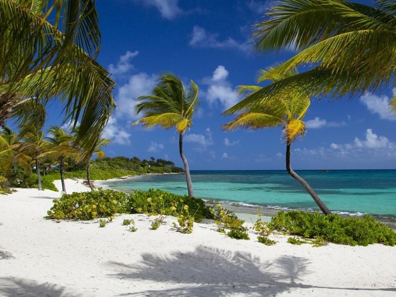 Bananaquit - Jumby Bay , Jumby Bay 