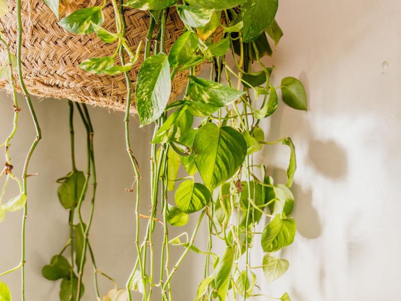 Villa Para , San Antonio 