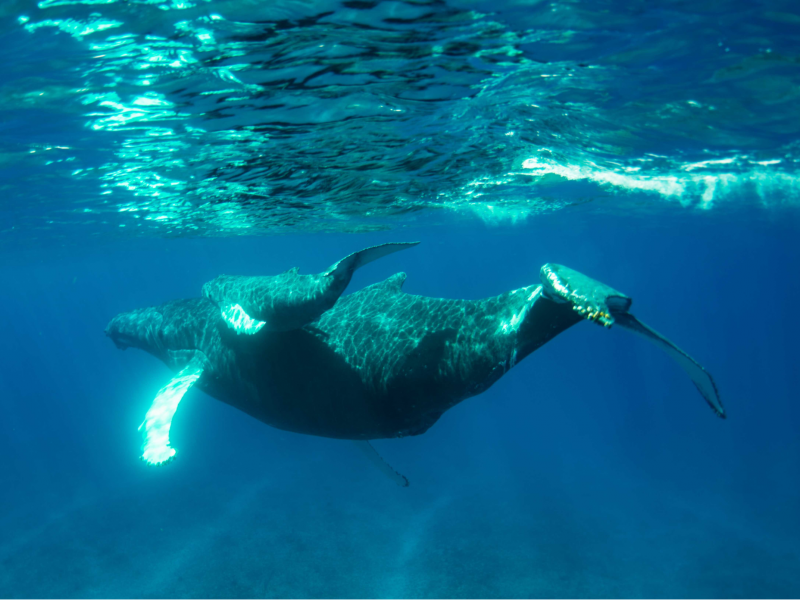 Ambergris Cay , Ambergris Cay 